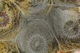 Polished Fossil Coral (Actinocyathus) - Morocco #84960-1